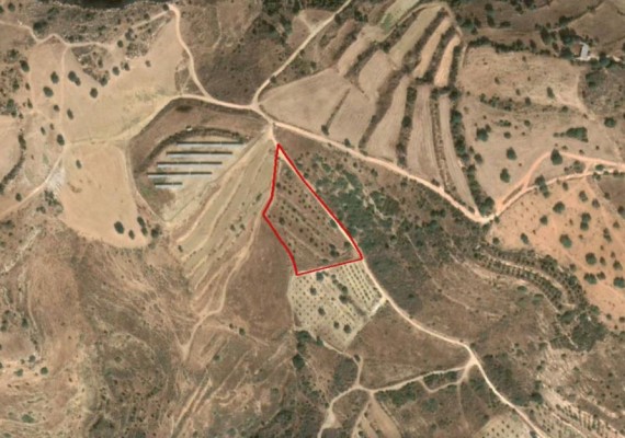 Field in Tala, Paphos