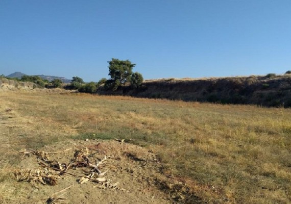 Field in Argaka, Paphos