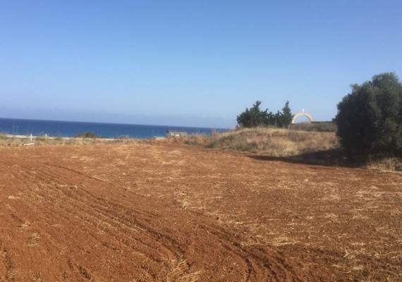 Field in Nea Dimmata, Paphos