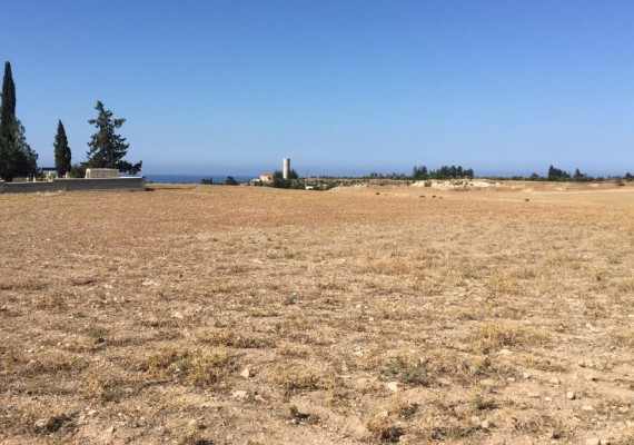Field in Timi, Paphos